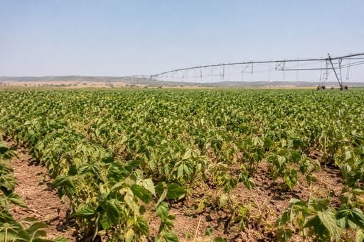 Calor e umidade abaixo de 20% pressionam lavouras de trigo e feij&atilde;o no Brasil Central