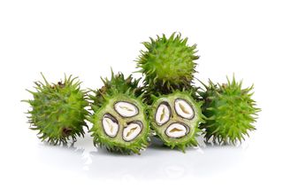 Calor em ascensão: o futuro da mamona na América do Sul é sustentável? Pesquisa responde