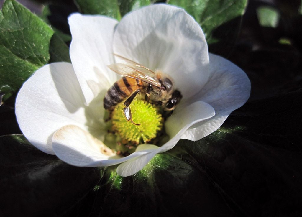 Abelha-europeia (Apis mellifera)