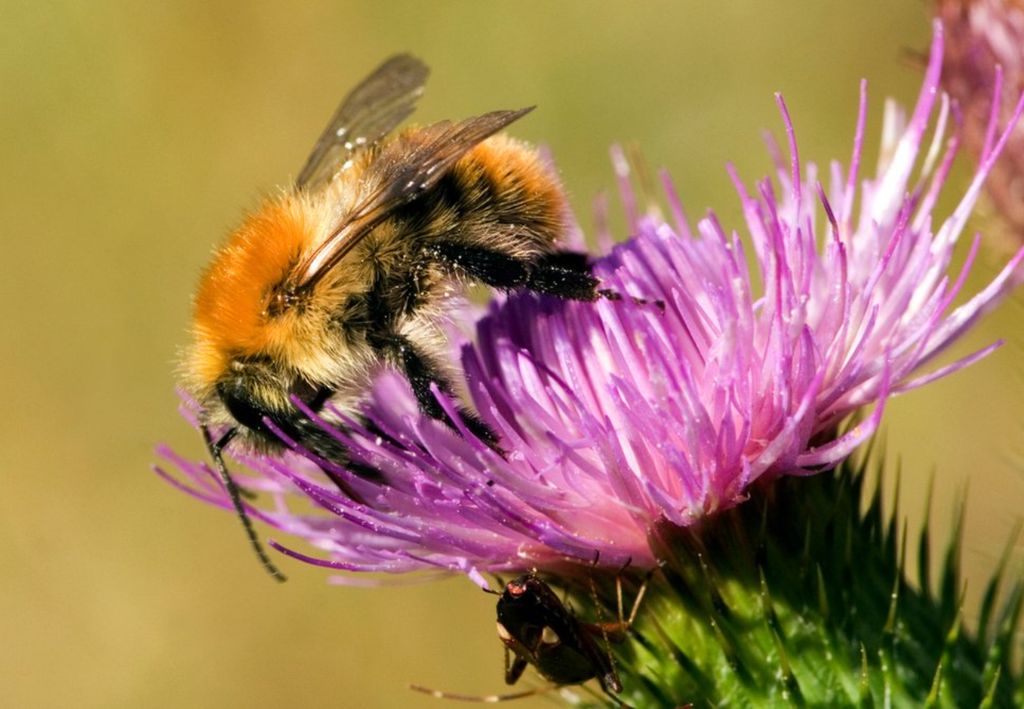 zangão-cardador (Bombus pascuorum) zangão-cardador (Bombus pascuorum)