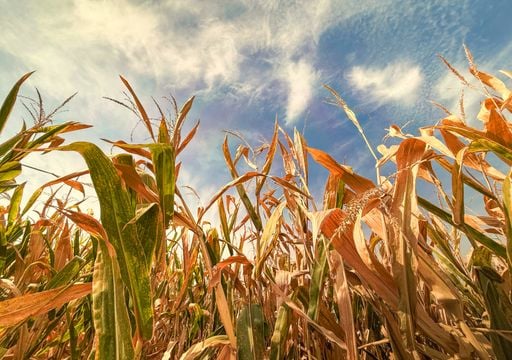 Calor intenso e redu&ccedil;&atilde;o das chuvas s&atilde;o previstos ap&oacute;s eventos de ZCAS; confira a tend&ecirc;ncia