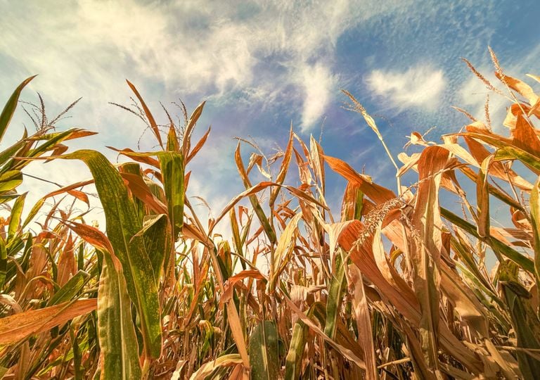 Calor intenso e redu&ccedil;&atilde;o das chuvas s&atilde;o previstos ap&oacute;s eventos de ZCAS; confira a tend&ecirc;ncia
