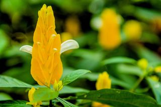 Camarão amarelo: como cuidar da planta que é favorita do beija-flor