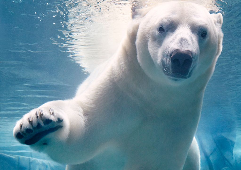 Oso polar cambio climático especies en extinción
