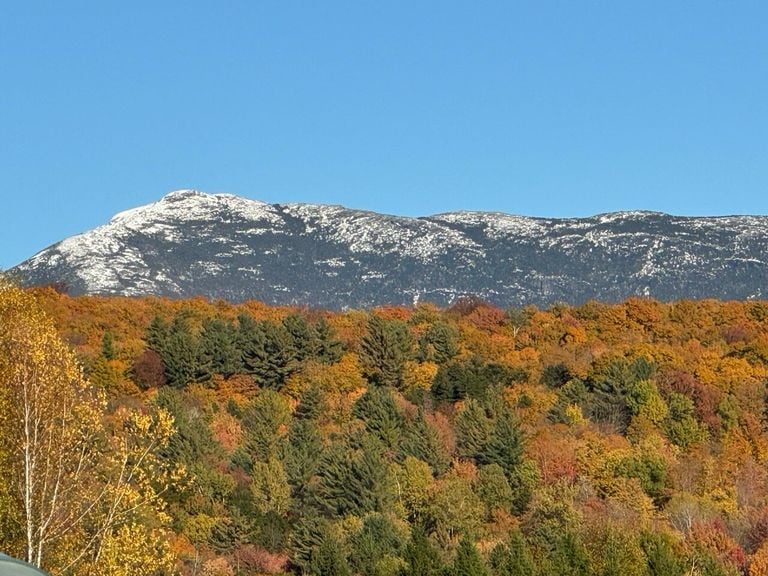 El cambio clim&aacute;tico no est&aacute; provocando que todos los &aacute;rboles de monta&ntilde;a se desplacen y crezcan hacia zonas m&aacute;s altas
