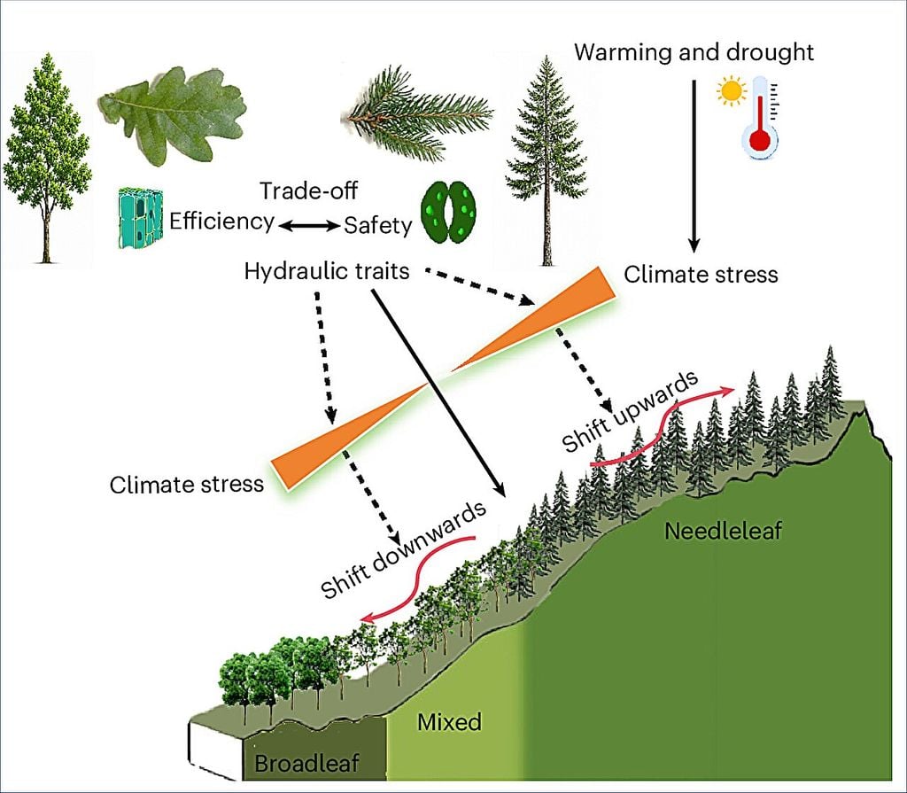 Marco mecanicista que relaciona los rasgos hidráulicos con los cambios en la distribución altitudinal de las especies bajo condiciones de calentamiento y sequía. Crédito: Nature Climate Change (2026). DOI: 10.1038/s41558-026-02726-6
