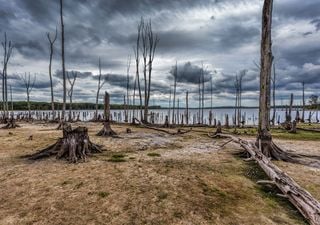 Cambio climático: aumentan los riesgos de muerte para los árboles