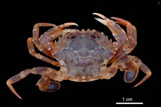 Cambio climático: Especies marinas del Mediterráneo pueblan ya el Mar del Norte