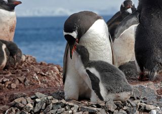 Cambio climático está haciendo migrar pingüinos juanito más al sur