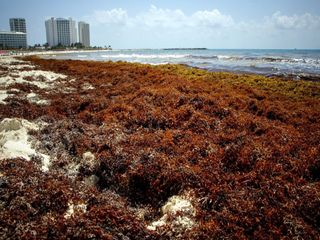 Invasión de sargazo jaquea al turismo en el caribe mexicano