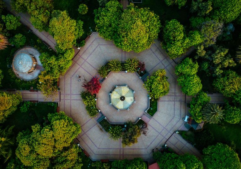 Cambio climático: los árboles urbanos no están preparados Cambio climático: los árboles urbanos no están preparados