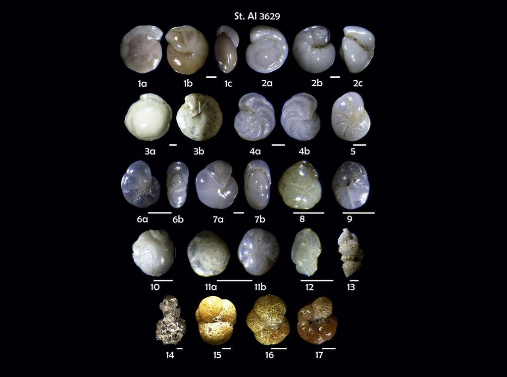 Utilizando foraminíferos bentónicos fósiles, cuya composición química permite rastrear las fluctuaciones del nivel del mar, los científicos demostraron que el aumento actual de la duración del día (1,33 milisegundos por siglo) se observa claramente en los últimos 3,6 millones de años. Crédito: ETH Zurich