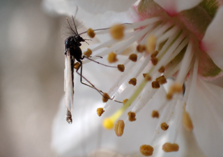Los efectos del cambio climático pueden alterar el tamaño y la supervivencia de ciertos insectos acuáticos