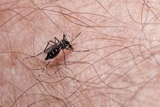 Cambio clim&aacute;tico, urbanizaci&oacute;n y adaptaci&oacute;n del mosquito, son la causa de brotes de dengue
