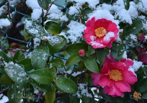 Camelia sasanqua: un arbusto sempreverde che colora il giardino d'inverno
