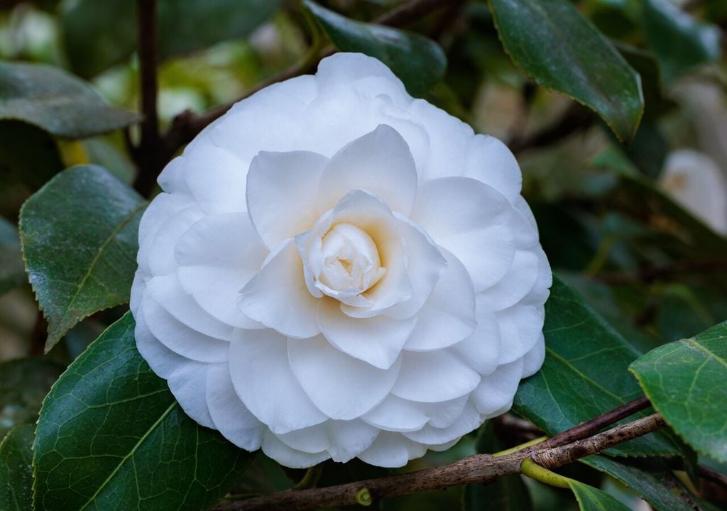 Camellia japonica 'Centifolia Alba' fiorisce da febbraio a maggio