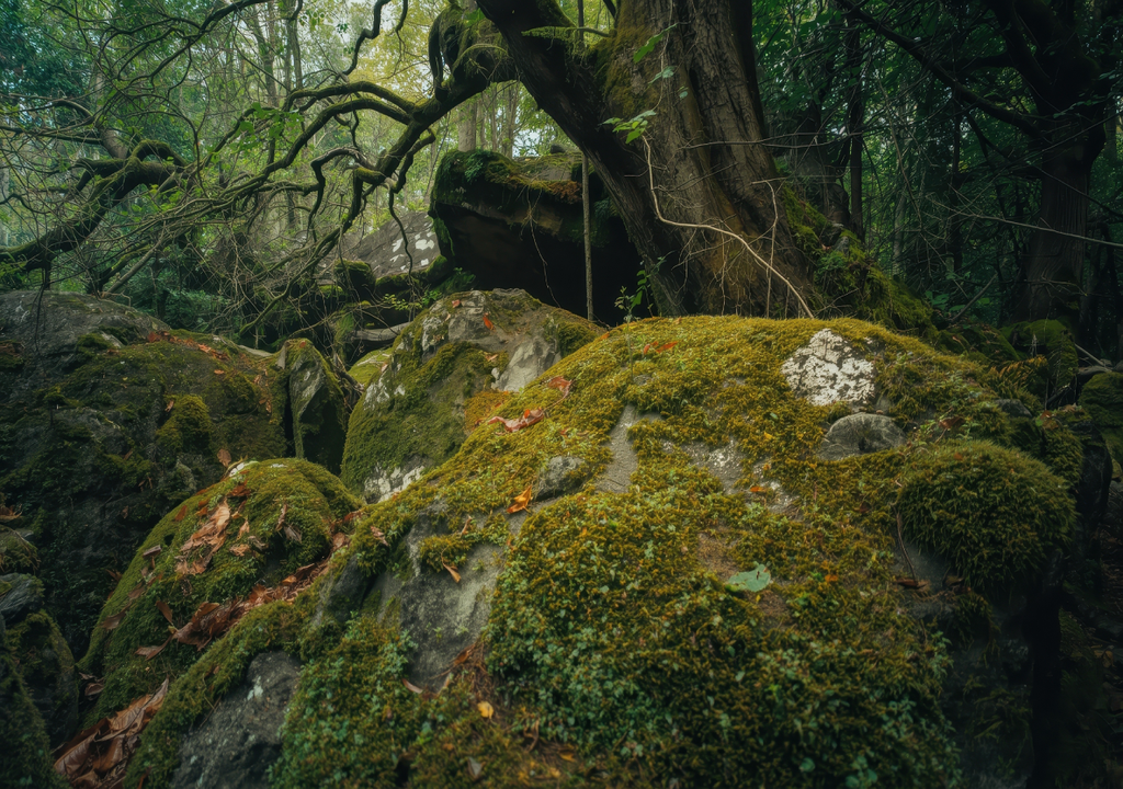 O trilho atravessa a cidade de Miro, cujo nome significa literalmente "nunca envelhecer". Diz-se que caminhar pelas suas "florestas de cura" tem propriedades rejuvenescedoras.