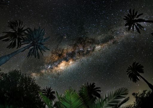 Caminó con mastodontes y hoy aún sobrevive: la Palma Chilena, la superviviente de la megafauna en la zona central