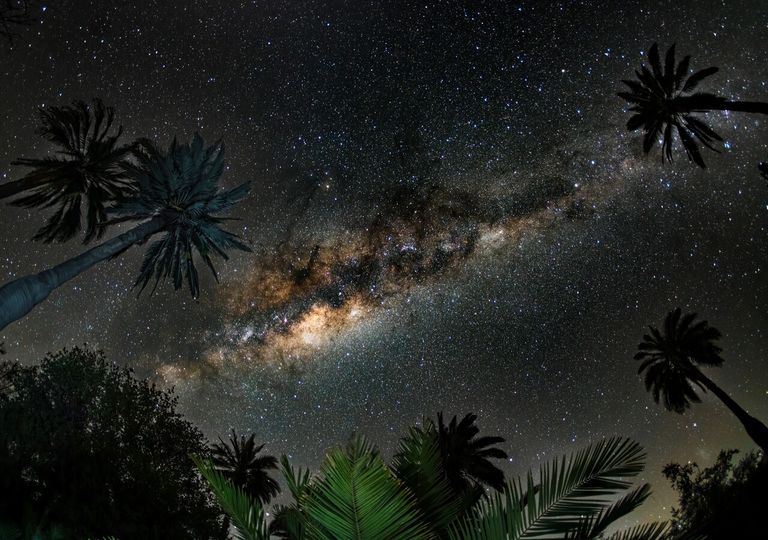 Caminó con mastodontes y hoy aún sobrevive: la Palma Chilena, la superviviente de la megafauna en la zona central 