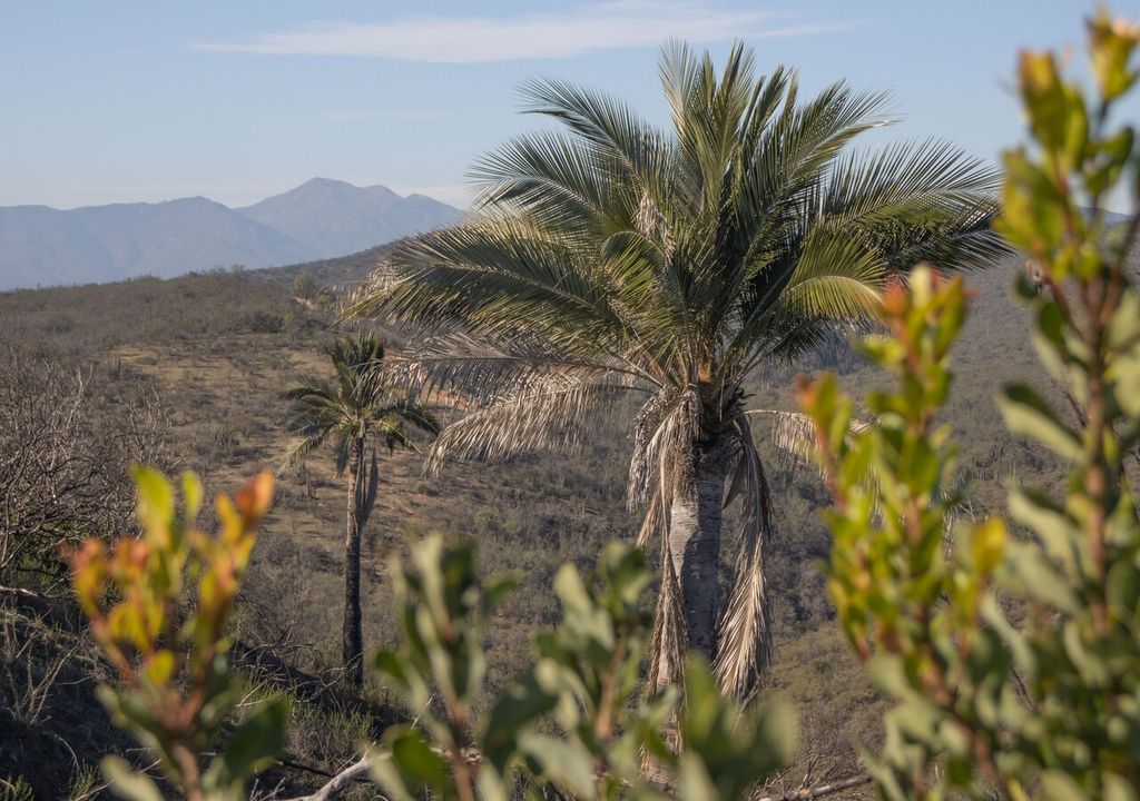 palma chilena