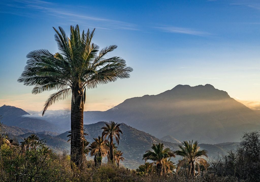 palma chilena conservación