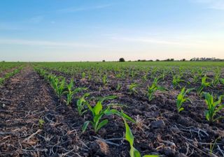 Campaña agrícola 2025/26: el trigo se luce, la soja arranca con agua y el maíz avanza con fuerza en todo el país
