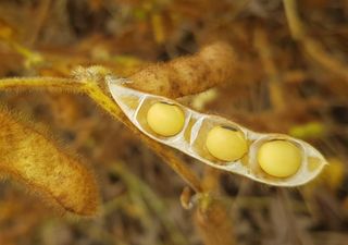 Campaña agrícola en Argentina: advierten por importantes retrasos en la cosecha de soja y posibles pérdidas de calidad