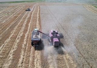 Campaña agrícola: la siembra de soja y maíz avanza a paso firme, pero la sorpresa es el trigo