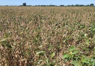 La campaña agrícola toma ritmo y el buen tiempo permitiría avanzar con la cosecha gruesa en Argentina