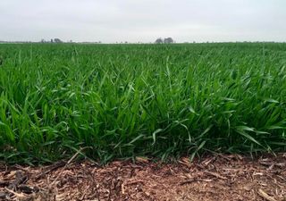 Campaña en marcha: el 93 % del trigo está excelente en la región núcleo y el resto del país acompaña con buenos rindes