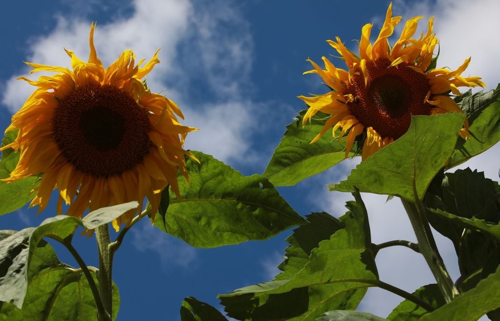 girasol La campaña gruesa concentra la mayor parte de la superficie agrícola argentina y define buena parte del volumen exportable de granos del país.