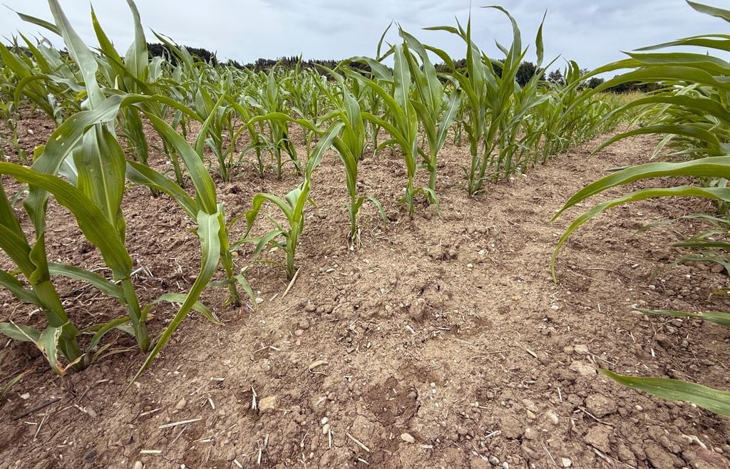 maiz En una campaña con mayor variabilidad climática, el monitoreo de plagas y enfermedades gana peso junto con las decisiones de fertilización y fecha de siembra.