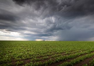 El campo mira el cielo: se necesitarán más lluvias para mantener la cosecha de granos en Argentina