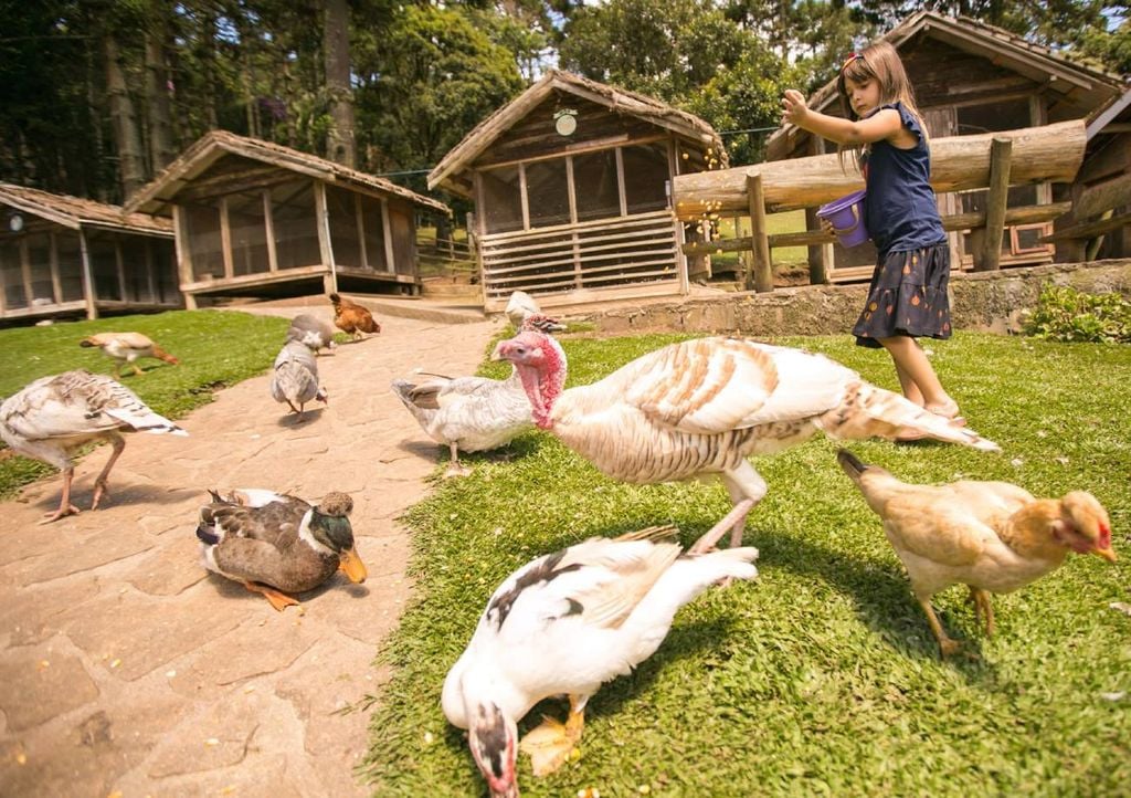 Alimentar animaizinhos na Fazenda Toriba é uma das atividades para a criançada. Crédito: Divulgação.