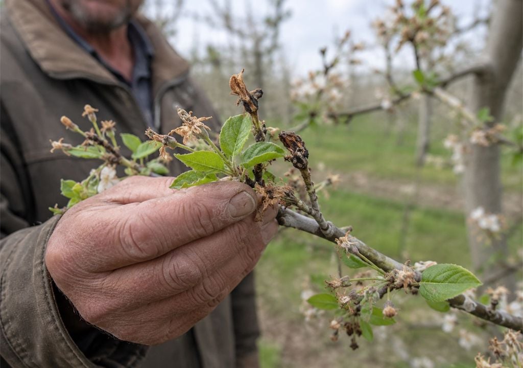 helada Los frutos dañados por una helada intensa pueden perder calidad, frenar su desarrollo o directamente quedar fuera de la cosecha.