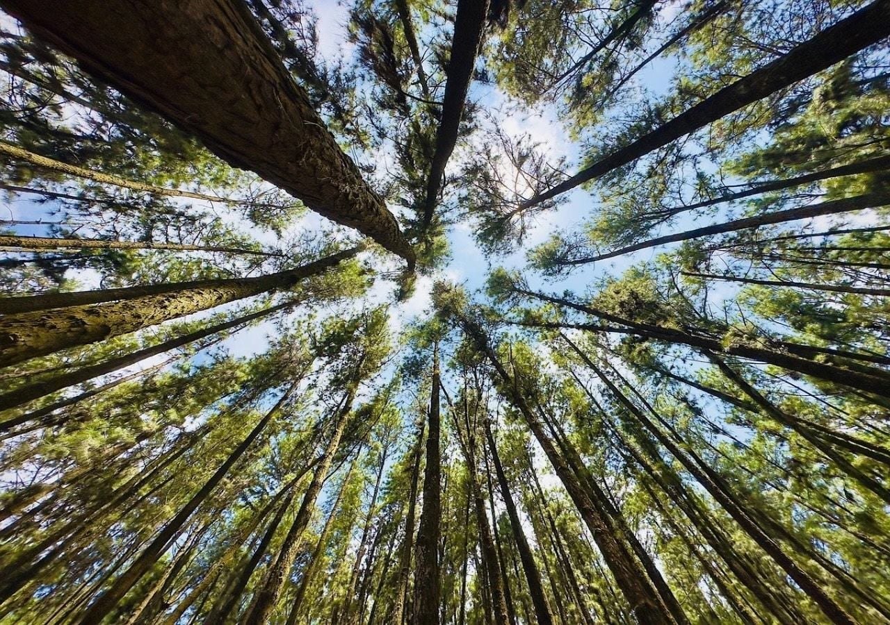 Los pinos de Can Camins muestran formas retorcidas y bajas copas, adaptaciones al viento y la sal del litoral, que crea un paisaje único que parece esculpido por la misma naturaleza.