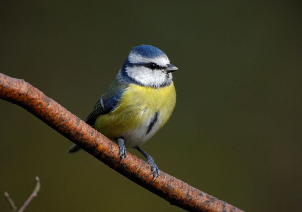 Cyanistes caeruleus; herrerillo común