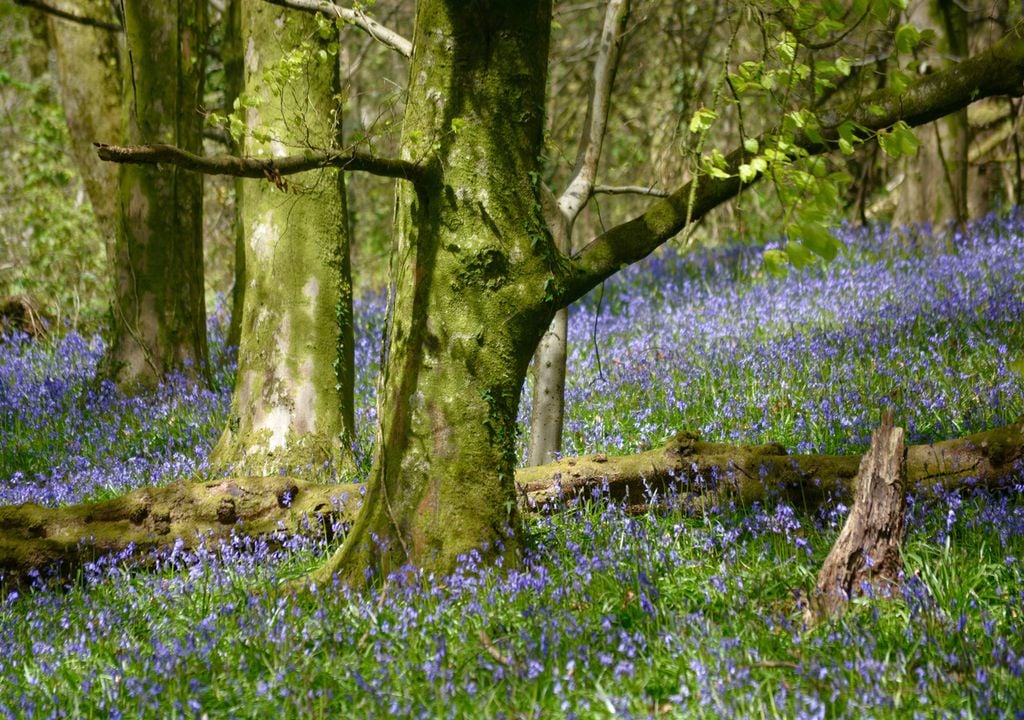 Ancient woodland contains species of fungi missing from newly planted forests