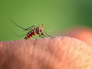 Can We Kill Mosquitoes with A Flower-Scented Fungus? Scientists Have Created One That Does Just That