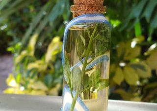 Caña con ruda el 1 de agosto: para qué sirve el ritual y qué propiedades tiene la planta