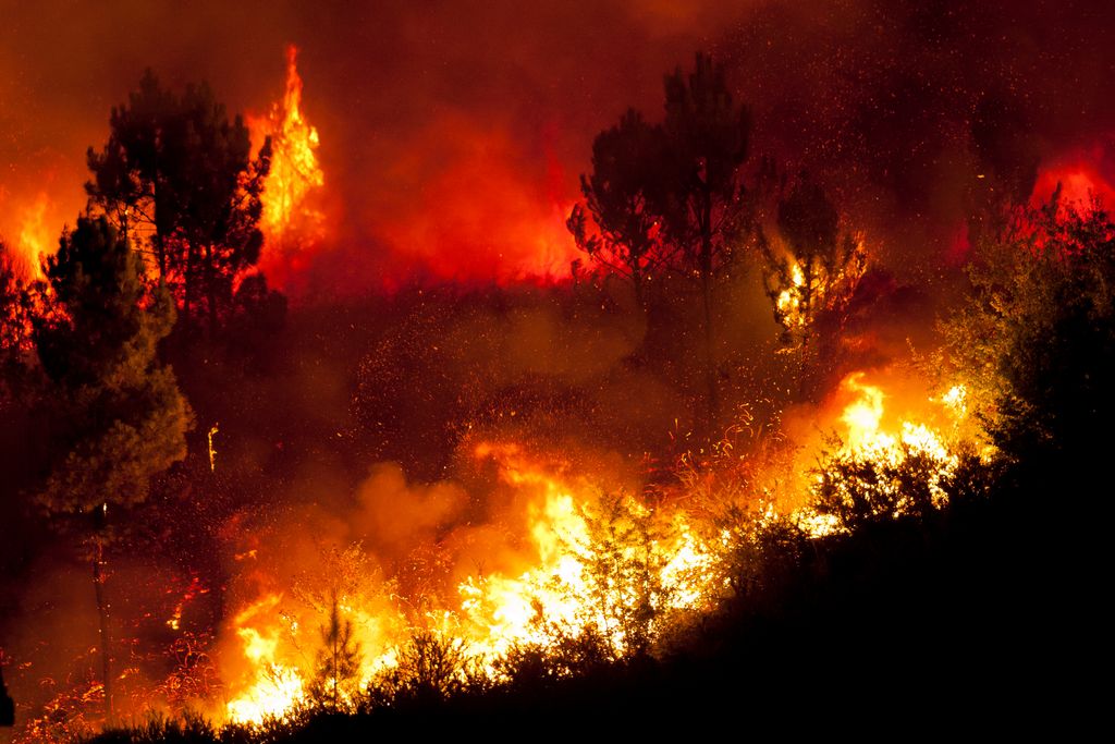 Trees and Brush on Fire