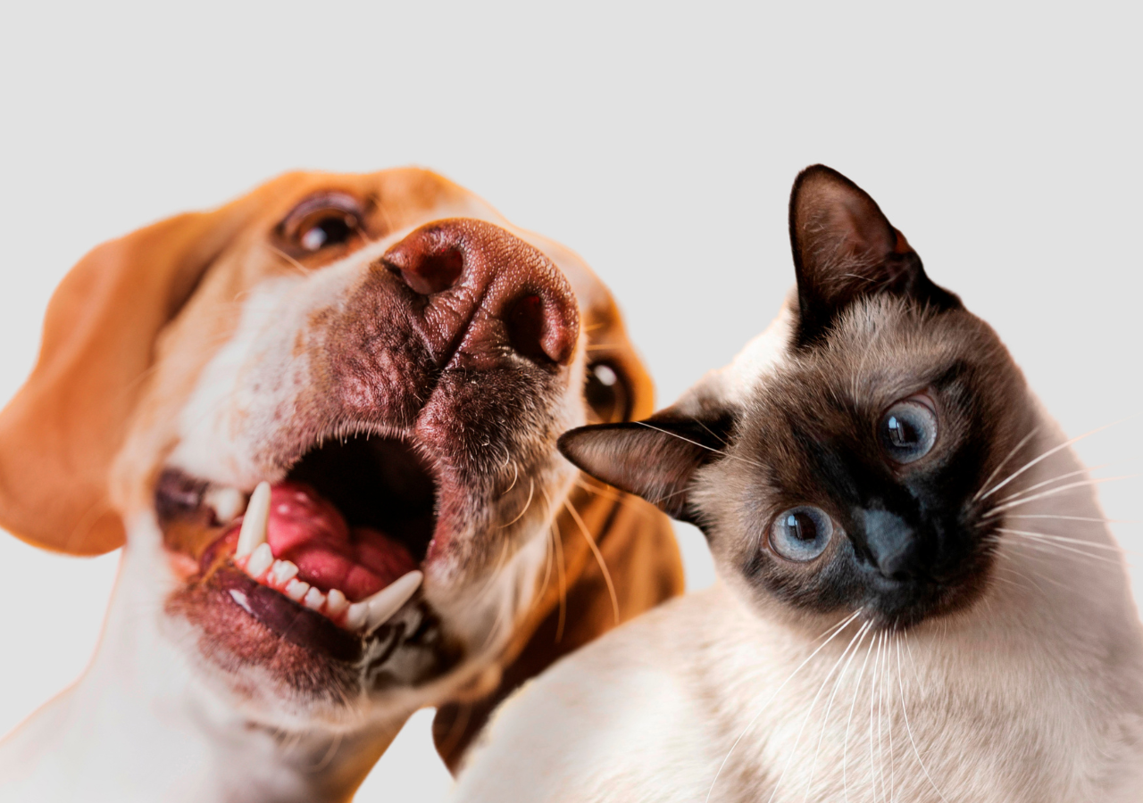 El protagonismo de perros y gatos en las familias argentinas llevan a que su mantenimiento sea parte de la economía doméstica.