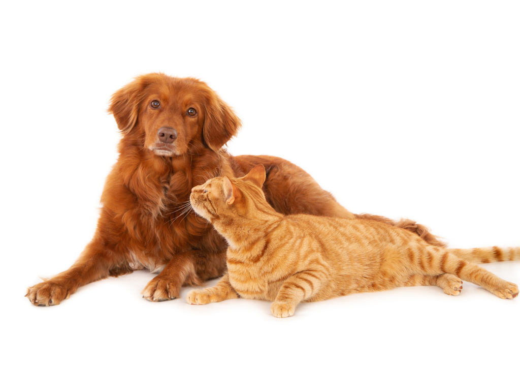 Mascotas Alimentos balanceados, vacunas, controles veterinarios, antiparasitarios, higiene; todo suma en la ecuación de la canasta básica para mascotas.