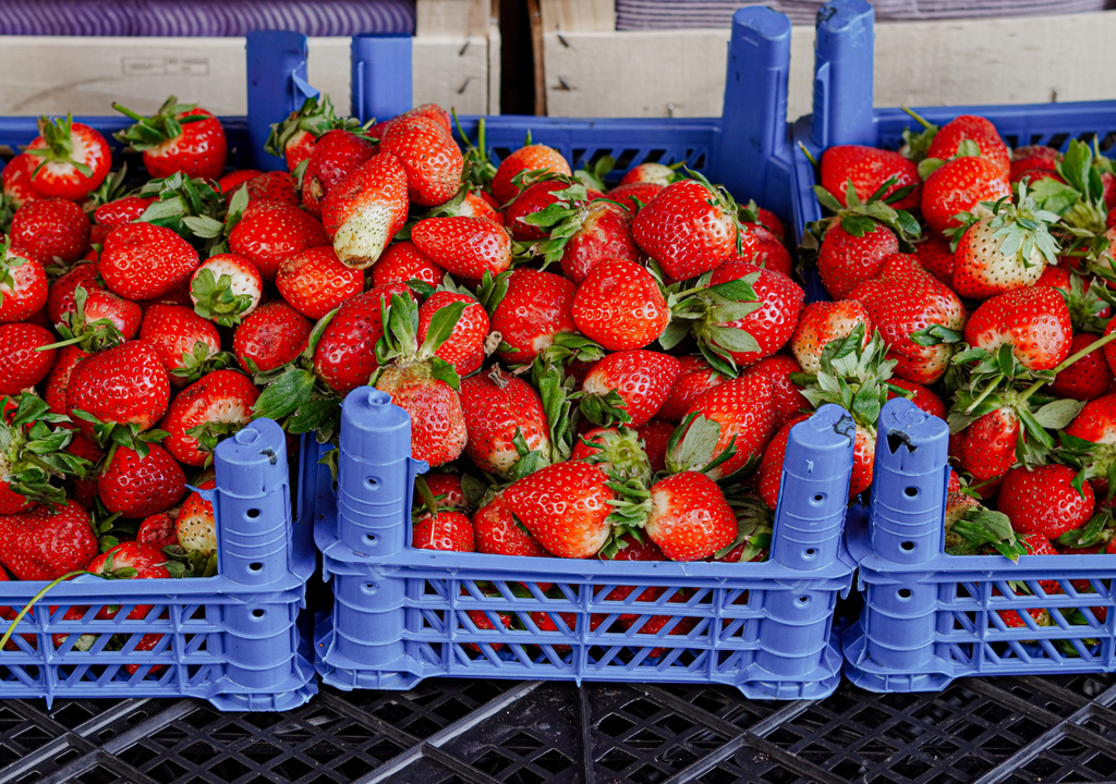 México es uno de los principales productores mundiales de fresa, especialmente en temporada de invierno-primavera.