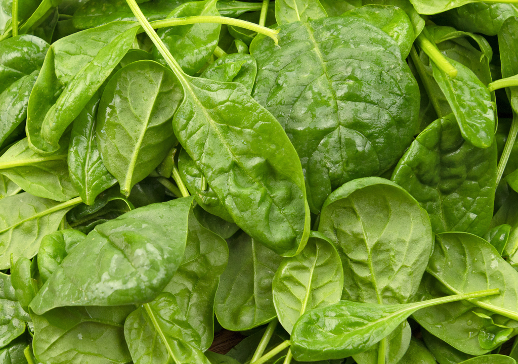 La espinaca puede perder hasta 50% de su vitamina C si se almacena a temperatura ambiente por varios días.