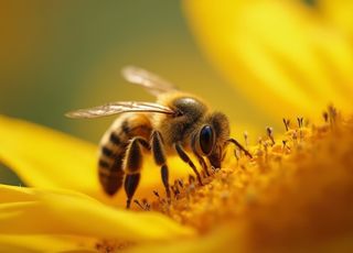 Cancro da mama: o veneno de abelha pode matar as células cancerígenas