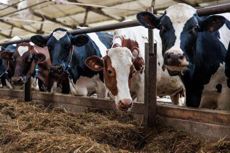 Living Near Factory Farms Tied to Higher Cancer Rates, Study Finds