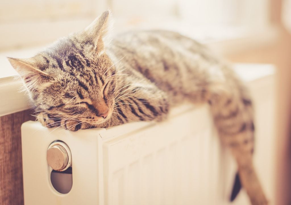 gato gato