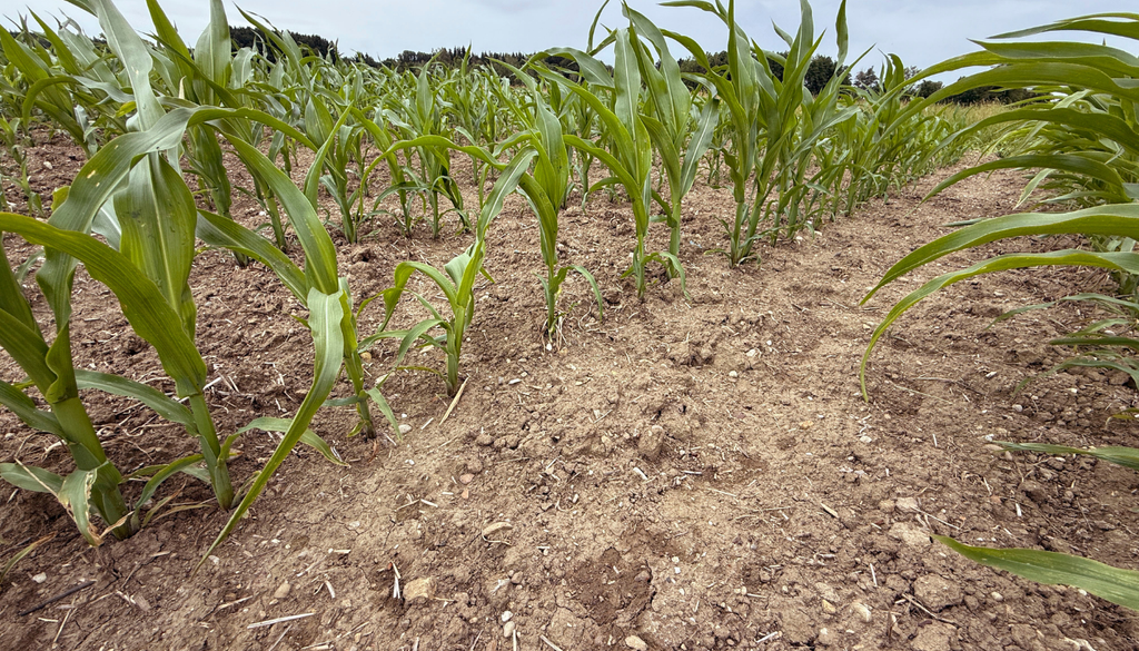 verano; agricultura; Mexico; temporada de lluvias; sequia Los cultivos de temporal son los más vulnerables cuando la canícula prolonga el déficit de lluvias.