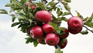 A cause de la canicule, nous aurons s&ucirc;rement moins de pommes cet hiver en France